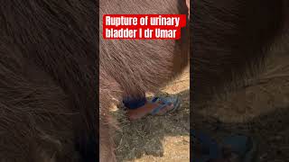 Rupture of urinary bladder l Retention of urinary bladder l dr Umar khan [upl. by Sinylg634]