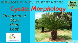 Cycas Morphology Occurrence Root Stem LeafCycas explained in HindiFor BSc MSc NEET etc [upl. by Nibot]