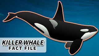 Orca Facts the KILLER WHALE facts  Animal Fact Files [upl. by Godliman506]