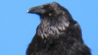 Raven Screaming Sounds Like Screaming Human [upl. by Leno]