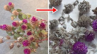 How to Collect or Harvest Gomphrena Seeds [upl. by Mallis916]