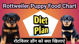 rottweiler puppy food chart plan रोटवीलर puppy ko kya khilaye  rottweiler puppy diet [upl. by Notlrak]