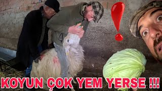 KOYUNLAR YEMLEDİ  SÖKMEZSELER ÖLECEKLERAŞIRI YEMİN ZARARLARIEŞİME SÜRPRİZ [upl. by Omer457]