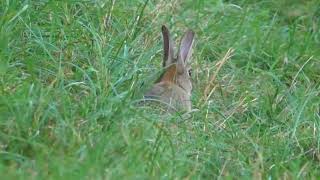 Wildkaninchen beim Futtern [upl. by Vijnas]