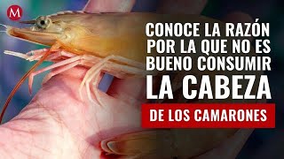 Conoce la razón por la que no es bueno consumir la cabeza de los camarones [upl. by Hudgens263]