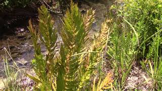 Osmundastrum cinnamomeum Cinnamon Fern [upl. by Acalia]