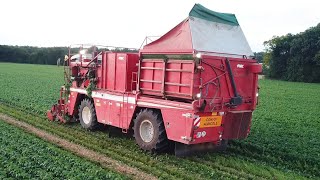 Première récolte de Haricots Verts Frais  CharenteMaritime [upl. by Atnahs]