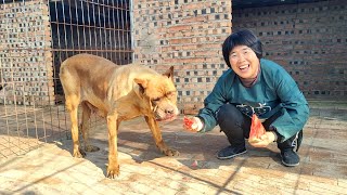 犬舍裡溫度三十多度，給卡斯羅、羅威納解暑降溫，東北大西瓜真甜【劉哥在農村】 [upl. by Tichonn90]