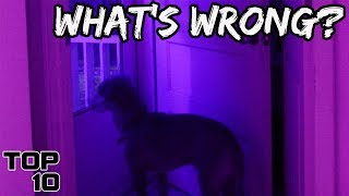 Top 10 Scary Times Dogs Sensed Evil  Part 2 [upl. by Vlad447]