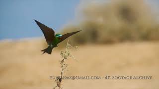 שרקרק ירוק  Bluecheeked beeeater [upl. by Yenitirb266]