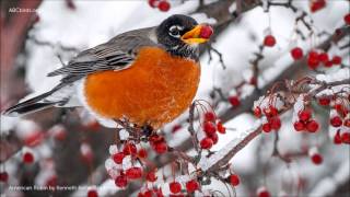 American Robin Song [upl. by Eggleston473]