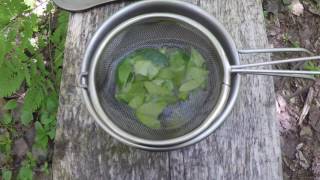 How To Make Wintergreen Tea [upl. by Radec]