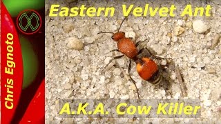 Eastern Velvet Ant  This wingless wasp squeaks [upl. by Rehpotsirhcnhoj]