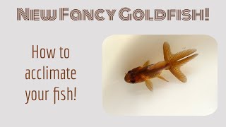 How to Introduce and Acclimate a New Fancy Goldfish to Your Tank [upl. by Laurice]