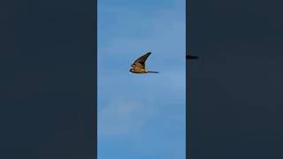 Two Kestrels Flying In Slow Mo  RSPB St Aidan’s birds avian nature [upl. by Atiuqihc]