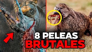 8 PELEAS de ANIMALES más BRUTALES de la HISTORIA [upl. by Aissak]