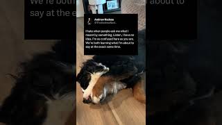 Dog Tweets 🐶 shorts funny [upl. by Nyrad]