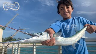 FISH WITH DEADLY TEETH  CATCHING HOUND FISH BOYNTON INLET [upl. by Wind16]