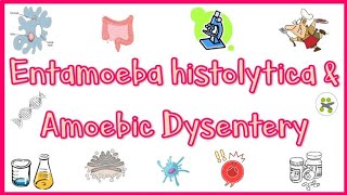 Amebiasis Amoebic Dysentery  Pathogenesis Clinical presentation Diagnosis amp Treatment [upl. by Yee927]