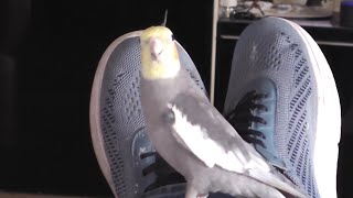 cockatiel beatboxing singing and dancing [upl. by Loreen]