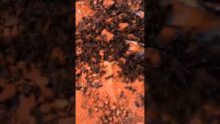 Angry and dying safari ants [upl. by Neerbas]