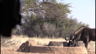 Bowhunting a Black Wildebeest W African Bowhunting Adventures [upl. by Shayla]