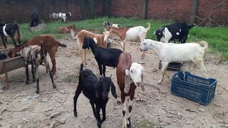 Bakra Sale at sidha sultanpur Azamgarh🐐🐐🐐🐐 [upl. by Adniled278]