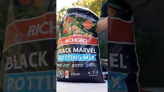 How to grow the BEST Potted Plants gardening pottedplants pottingmix gardeningtips [upl. by Virgie]