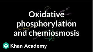 Oxidative Phosphorylation and Chemiosmosis [upl. by Petulah]