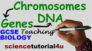 DNA CHROMOSOMES GENES amp ALLELES GCSE Science Biology [upl. by Ayila227]