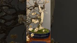 Flowering Bonsai trees bonsai flowers [upl. by Annaehs5]