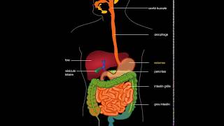 Appareil digestif [upl. by Maer]