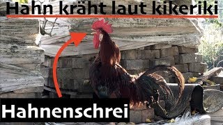 Hahnenschrei Hahn kräht laut kikeriki [upl. by Nahraf]