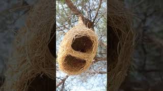 The Incredible Engineering of the Baya Weaver Bird [upl. by Eihpos]