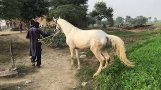 horses 🐴🐴 amazing 👉 viralvideo youtube [upl. by Ohce]