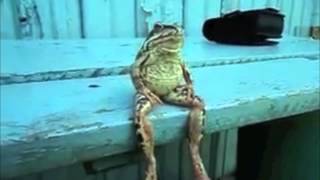 A Frog Sitting on the Dock of the Bay Like a Human [upl. by Adnuahs]