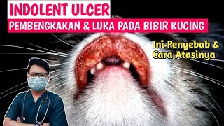 LUKA DAN PEMBENGKAKAN BIBIR KUCING Indolent Ulcer  drh Mirza Yusa  Dokter Hewan [upl. by Aynnek]