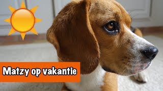 Britt en Matzy op vakantie  DierenpraatTV [upl. by Radnaskela]