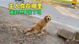 後肢癱瘓的“忠犬八公”，重金治療8個月時間，看到狗狗蛻變想哭 [upl. by Danialah766]