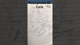 Polysiphonia life Cycle bsc bed 1st sem [upl. by Harrington]