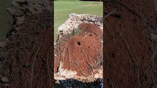 Backyard bug hunt  weird location for a red imported fire ant mound [upl. by Akemyt]