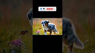 An Australian Shepherd puppy chasing a butterfly [upl. by Zelazny]