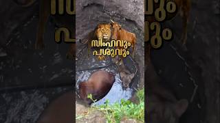 സിംഹവും പശയും 🦁🐄 Lion got trapped on a well with a cow Rescue Mission shorts lion cow rescue [upl. by Firahs]