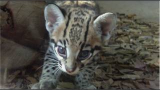 Faszniating Baby Ocelot and Mom  Baby sloth hanging around with mom at Munich Zoo [upl. by Eelsnia44]