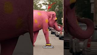 Pink Elephant Prank [upl. by Stortz]