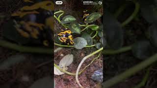 My leucomelas dart frog 😱got egg ‼️ [upl. by Bedell]