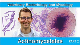 Actinomycetales Part 2  Veterinary Bacteriology and Mycology [upl. by Adnam]