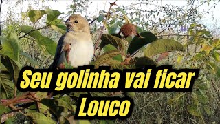 Fêmea de golinha chamando para esquentar o macho [upl. by Nevada]