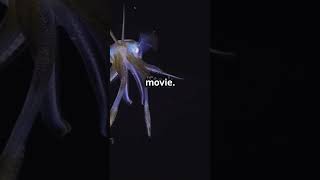 The Mysterious Magnapinna Squid Deep Sea Alien [upl. by Pascal]