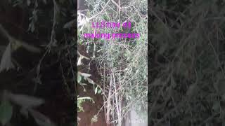 LLS herbal hair oil making from my garden harvesting [upl. by Tisdale]